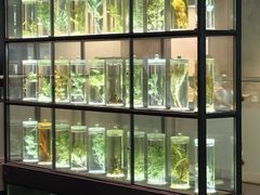-广东中医药博物馆