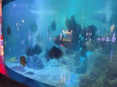 -烟台海昌鲸鲨海洋公园