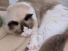 -1013 PET SHOP精品宠物商店(丁香店)