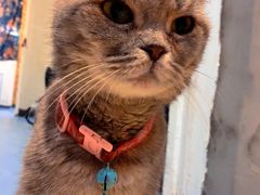 -猫色咖啡·猫咖