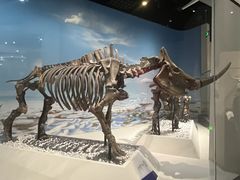 -国家自然博物馆