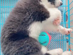 -翊宠yipet猫狗购宠庄园犬舍•猫舍