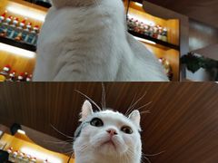 -喵园·猫主题咖啡厅·撸猫·猫咖(国贸店)