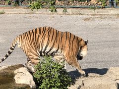 -大连森林动物园