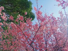 -南山植物园