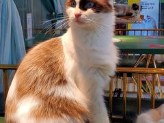 -喵喵咪呀布偶猫咖(春熙路店)