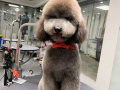 -宠物家(双井店)