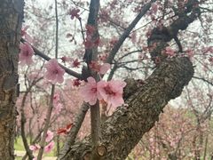 -无锡梅园公园