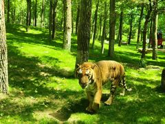 -北京野生动物园