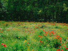 -上海共青森林公园