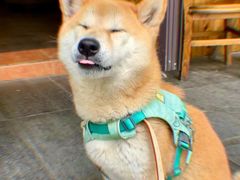 -CafeDuVillage乡村咖啡馆(美邻苑店)