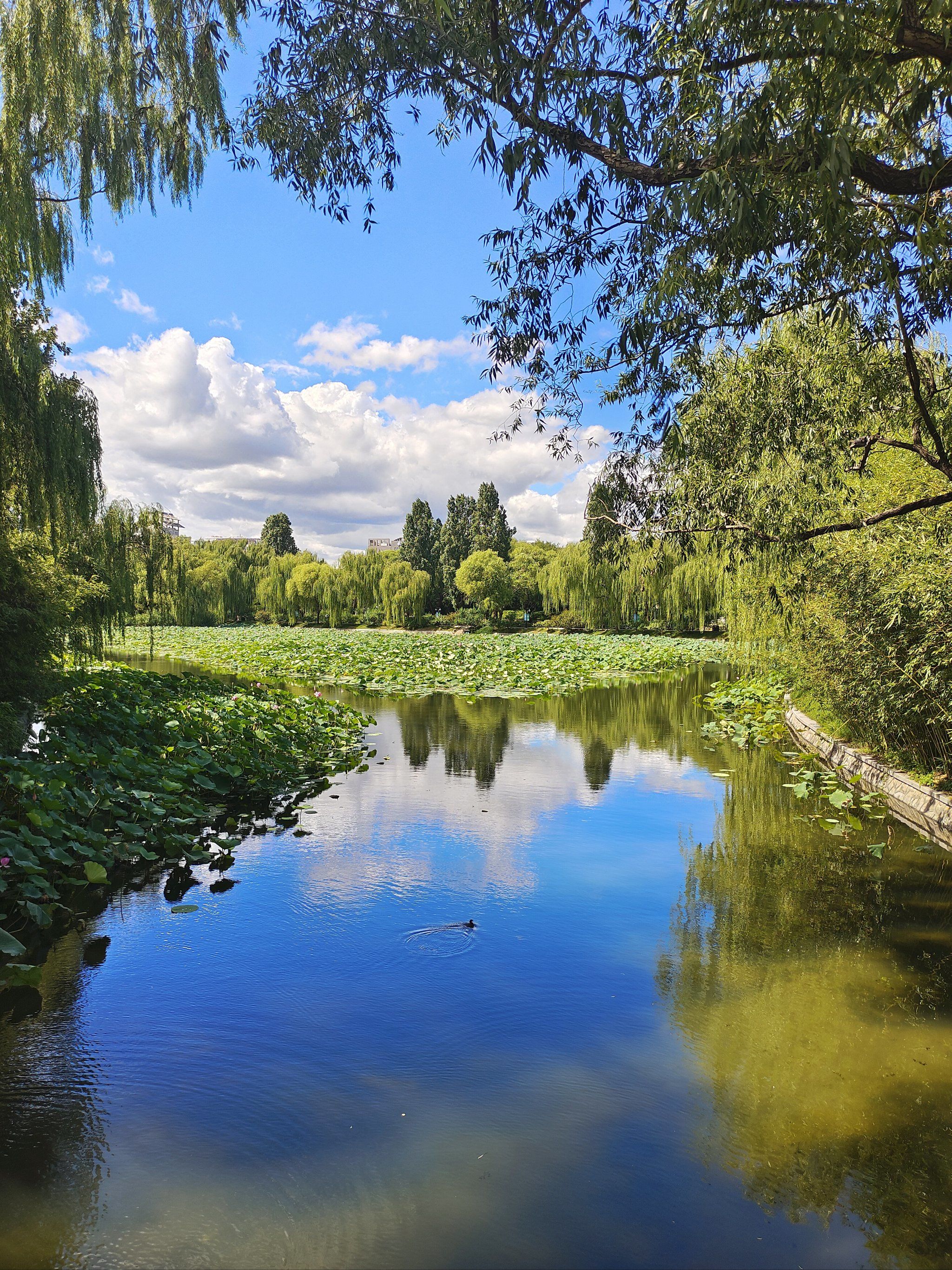 公园美景赏心悦