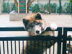 -TrueLove @ Neverland (Husky Cafe)