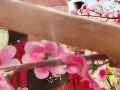-光明小镇欢乐田园
