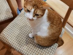 -是阿柴呀！柴犬咖啡·爱喵喵猫咖