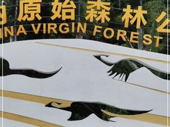 -西双版纳原始森林公园