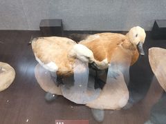 -昆明动物博物馆