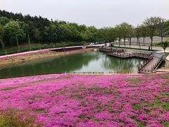 -大塘金香草谷