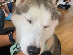 -Husky Go! 哈士奇体验馆·宠物咖啡厅狗咖