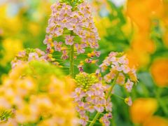 -中国天府农业博览园