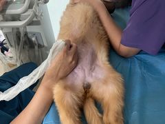 -萌兽医馆·绝育·24小时内科·宠物医院(德胜店)
