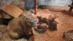 -Zoolung Zoolung动物主题公园(海信广场店)