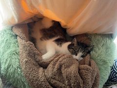 -佳雯宠物医院·皮肤科·内外科(春晓路分院)