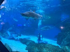 -海合安成都极地海洋公园