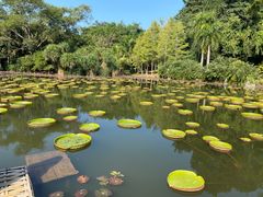 -中国科学院西双版纳热带植物园