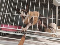 -翊宠yipet猫狗购宠庄园犬舍•猫舍