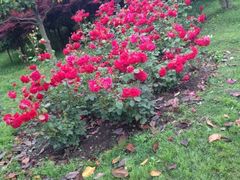 iphone_upload_pic-上海鲜花港