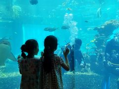 -海棠湾洲际-涛·海底餐厅·美人鱼·自助餐·海底隧道