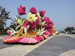 -荷兰花海