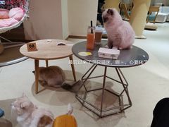 -藏猫猫咖啡主题馆(中央大道店)