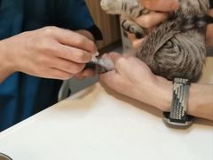 -御宝贝·A梦猫科宠物医院(国际猫友好医院)