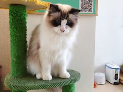 -猫在这儿猫咪咖啡馆·撸猫馆