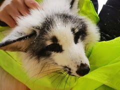 -宫城藏王狐狸村