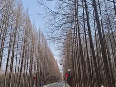 -日照海滨国家森林公园