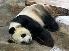 -海南热带野生动植物园
