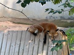 -西霞口神雕山野生动物世界