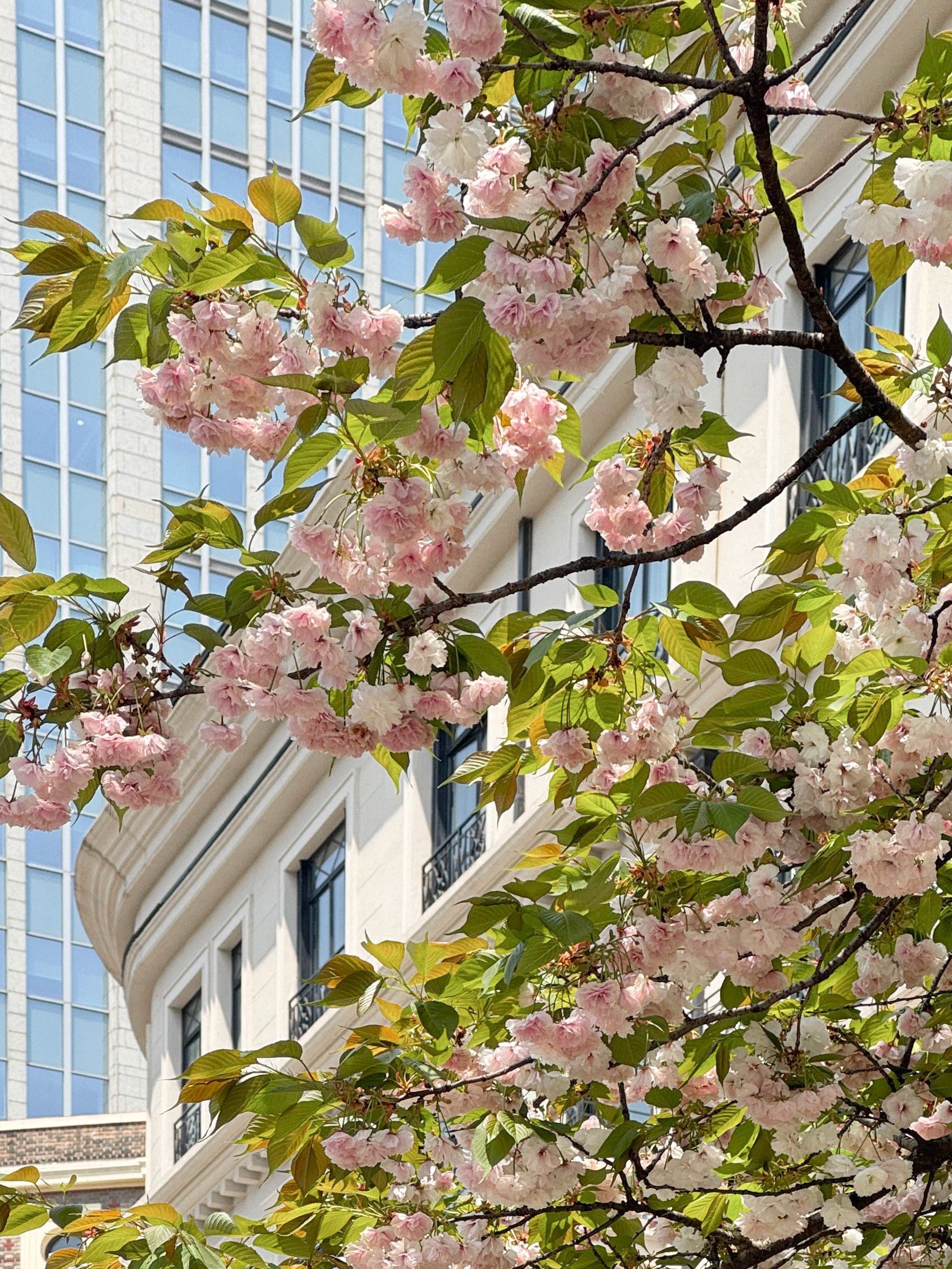 发现🌟上海超美樱花线路