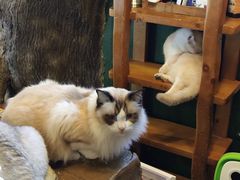 -猫猫幼稚园·撸猫·桌游·电玩