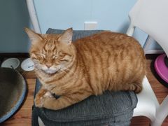 -纳吉亚猫专科动物诊疗中心(蒋宅口分院)