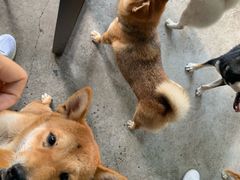 -柴犬高等学院·狗咖·柴犬售卖·宠物训练