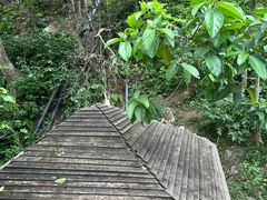-西双版纳原始森林公园