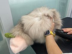 -爱洗澡的猫(望京店)