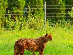 -济南野生动物世界