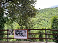 -野象谷景区