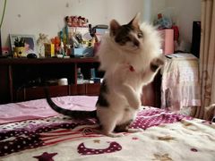 -骐奇宠物诊疗中心(南亭公路店)