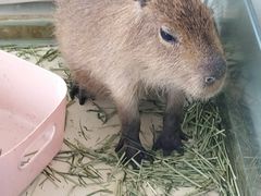 -怪兽屋·羊驼·猫咖·狗咖(俊华广场店)